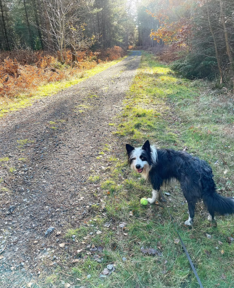 Our Favourite Woodland Walks Around Bordon
