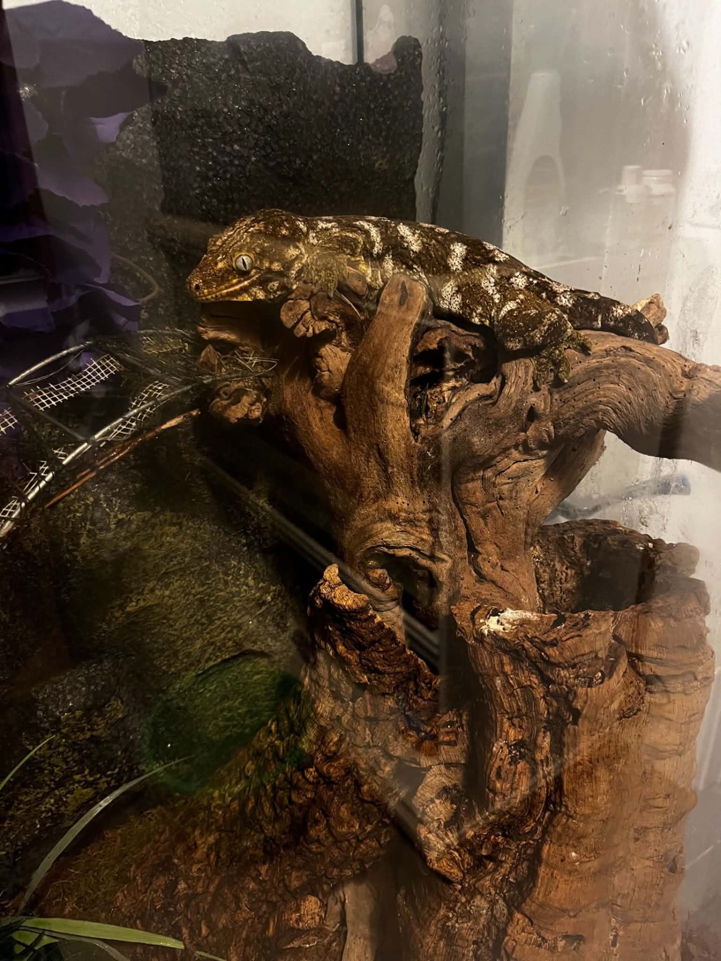 A gecko resting on a branch in its vivarium during a drop in visit