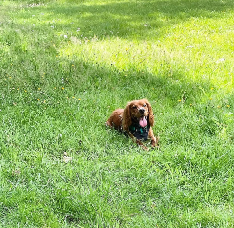 Canine Enrichment: Why Sniffing Beats Speed