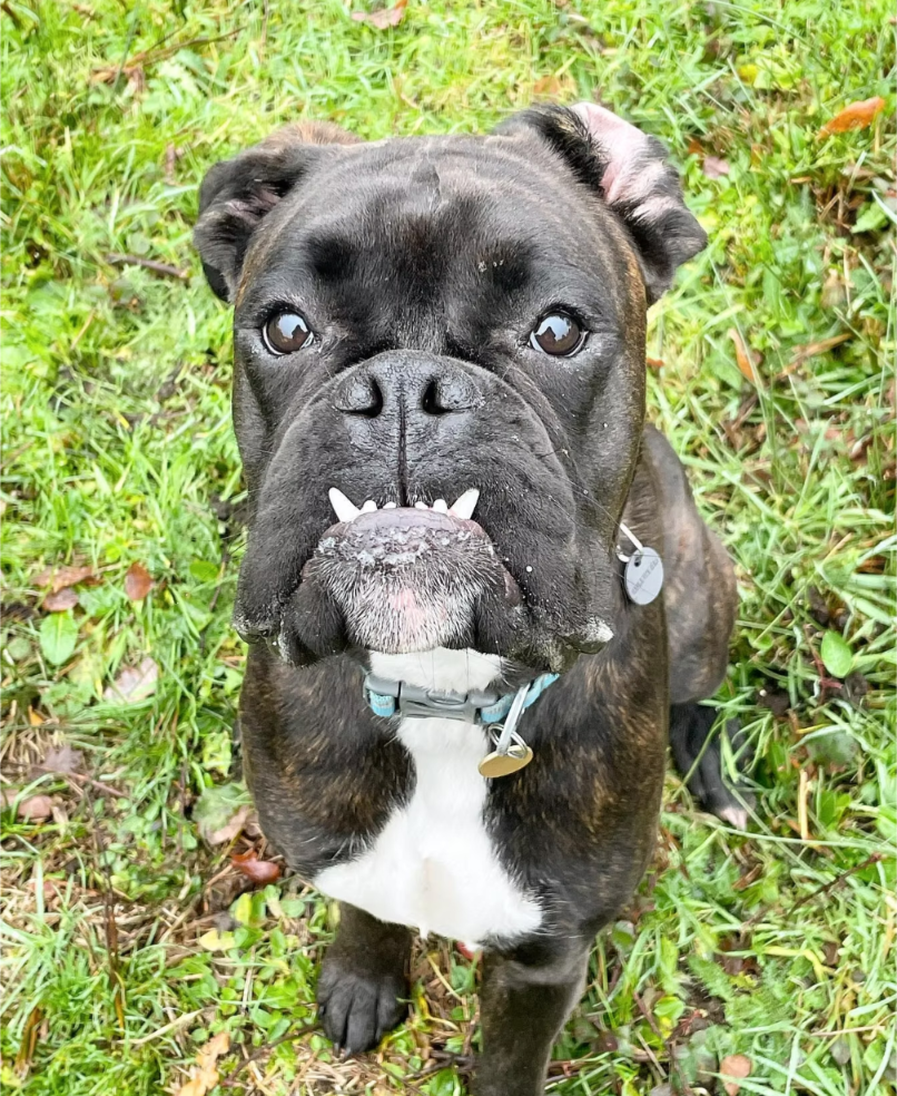 A dog enjoying a drop in visit with Walking Paws