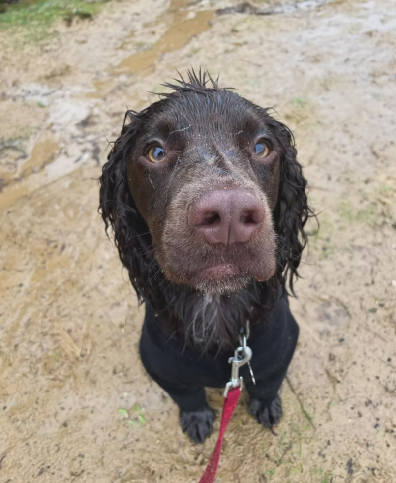 Mantrailing: The Hobby Your Dog Didn't Know They Needed