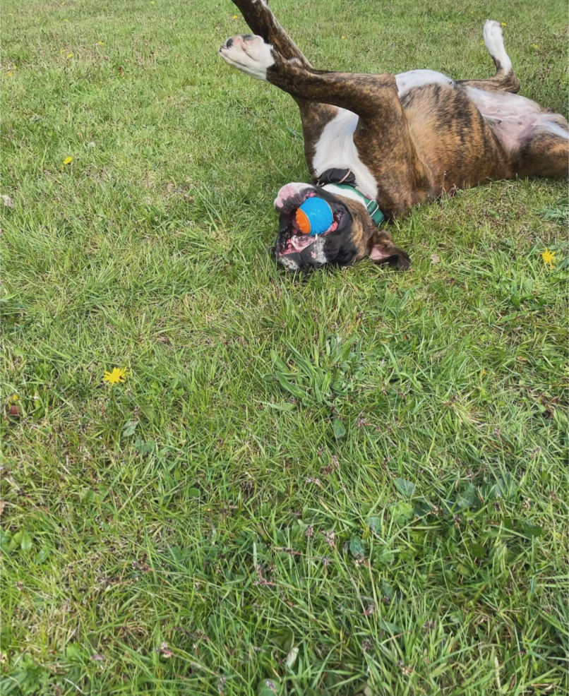 Hot Weather: Keeping Dogs Safe When The Sun Comes Out